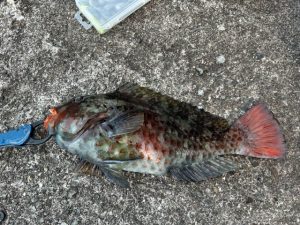 【戸塚中継店】▼釣果情報▼ヨシさん東伊豆のゴロタ場で良型ブダイ3匹GET！
