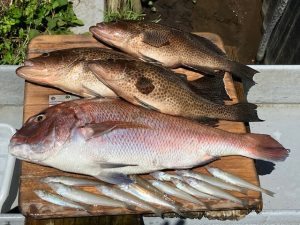 【戸塚中継店】▼釣果情報▼ホセさん三浦のボート釣り、一瞬のチャンスにオオモンハタはじめ4連発GET！