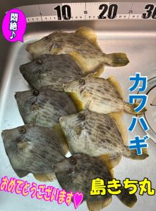 【戸塚中継店】▼釣果情報▼Mちゃんさん相模湾の旬カワハギ好調GET！