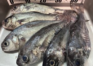 【戸塚中継店】▼釣果情報▼まいちゃんさん相模湾中深場釣りで脂ノリノリ高級魚メダイ＆クロムツ大漁GET！