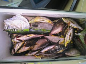 【戸塚中継店】▼釣果情報▼あべっちさん剣崎沖イサキ爆釣GET！