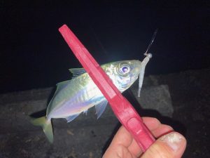 アジング行って来ました！！！