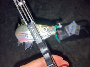 釣果情報&ちょい入荷