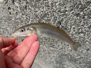 スタッフ釣果情報！
