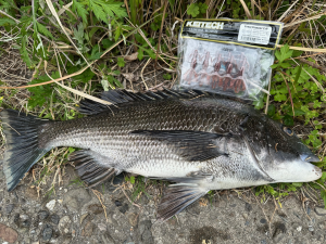 徳島チニング春チヌ攻略