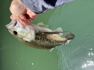 【阿波徳島店】休日ボートフィッシング！県内リザーバーでバス釣り♪