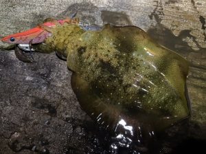 【阿波徳島店】徳島アオリイカ爆釣レポート🦑