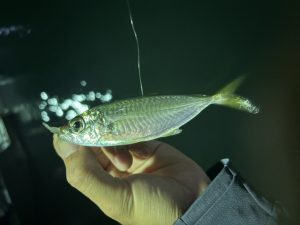 【タックルベリー阿波徳島店】秋の夜長のライトゲーム！アジング釣行レポート🎣