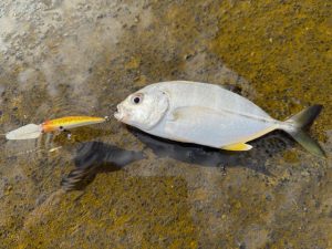 メッキ大漁！！🎣