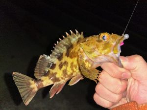 カサゴ釣れてます✨