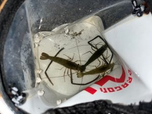 そろそろ彼らが動く時期～🦐