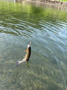 真夏もエリアトラウトへ🎣