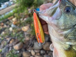 継続は力なり🎣