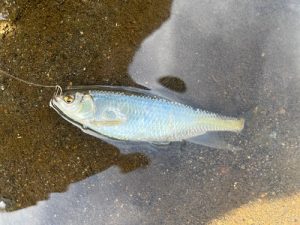 夏休みは近所の川で♪