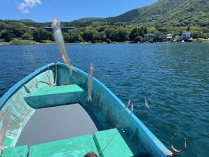 あの魚がついに釣れ始めましたよ♪