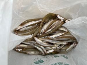 いよいよシーズンスタート🎣