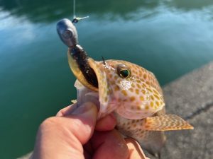 沼津ライトゲーム情報🎣