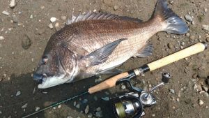 あの魚がそこら中に！？