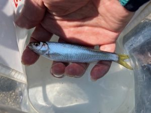 延べ竿でのんびり～🎣