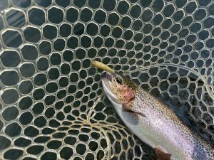 8月エリアトラウトレポート🎣