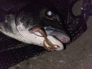湘南チニング調査🎣