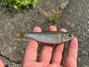 小物釣りの秋・・・