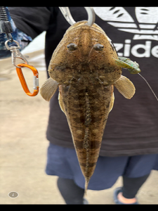 湘南エリア釣果情報!!!