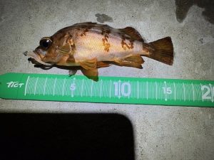 徐々に彼らが動き出してます🐟