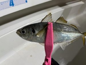 ボートアジング釣行🎣