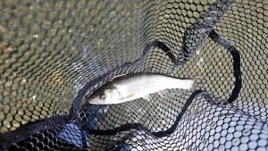 チャビング日和・・・🌞