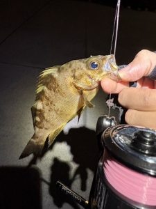 西湘エリア生命反応あり！！