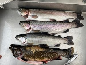 エリアトラウト好調🎣