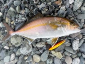 青物釣るなら今がチャンスです！！！！