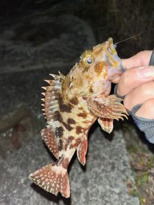 西湘ライトゲーム🎣