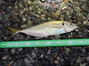 本格的になってきました🎣