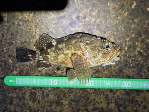 西湘エリア盛り上がってきました♪