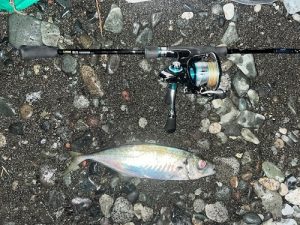 サーフアジング開幕🔥