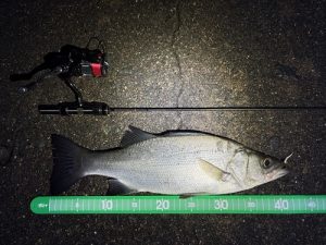 西湘ライトゲーム好調！！