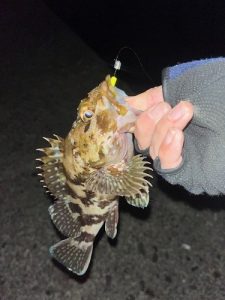 スタッフ加藤の釣り納め🎣