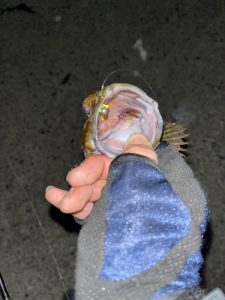 初釣り行ってまいりました🎣