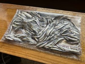 ワカサギ好調です✨