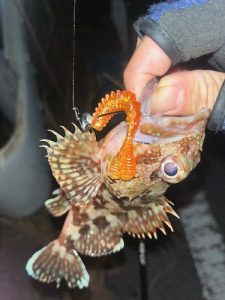 沼津ライトゲーム🎣