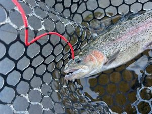 エリアトラウトのススメ。