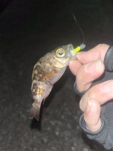 今月は日曜日開催！！！！