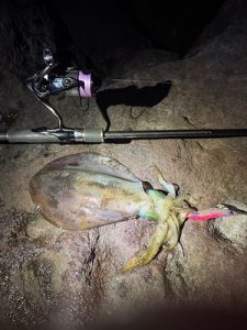 サイズが徐々に大きくなってきました🦑