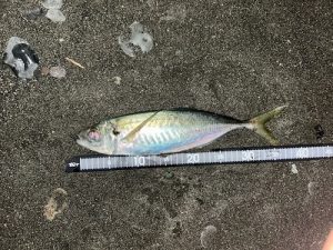 サーフアジングのススメ。