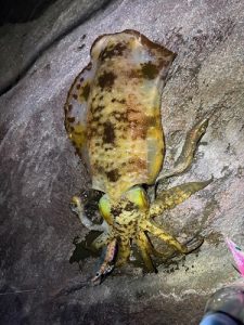 エギング釣果継続中🎣