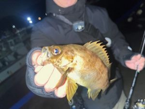 ライトゲーム調査🎣