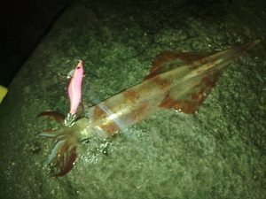 真鶴方面はエギングが好調✨