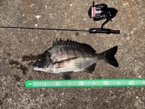 ライトゲーム釣果情報🎣